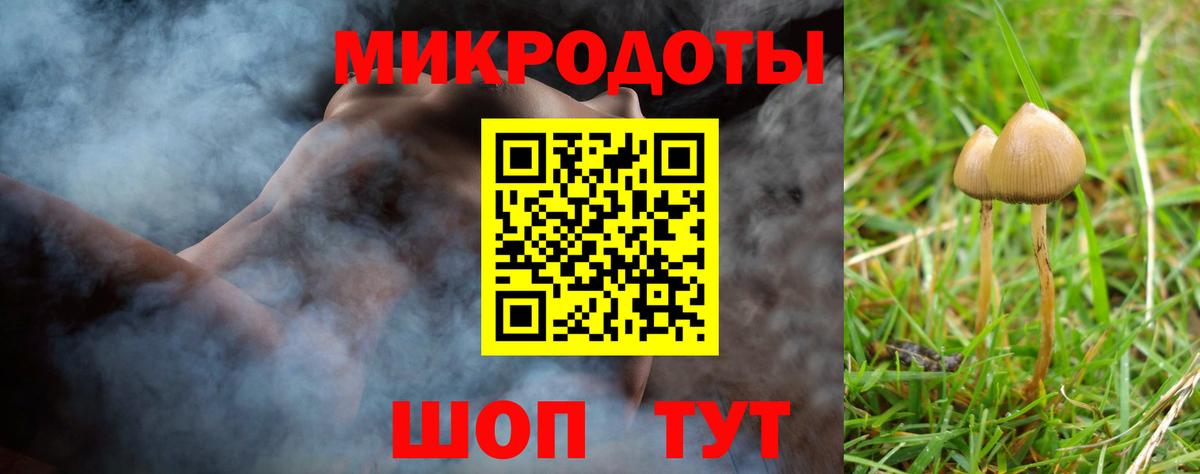 Псилоцибиновые грибы Psilocybe Губаха